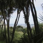 Maltzahn zwischen Palmen… ein seltener Anblick